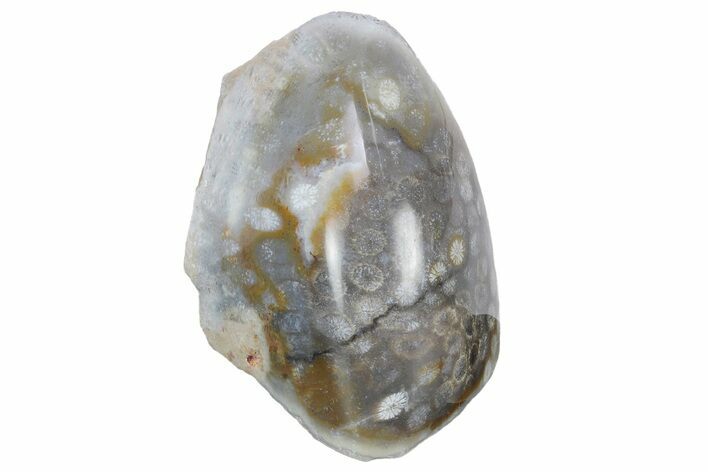 Polished Fossil Coral Head - Indonesia #237506